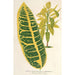 Charles Antoine Lemaire - Codium variegatum var maximum — näkymä teoksesta
