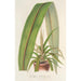 Cordyline indivisa - Charles Antoine Lemaire — näkymä teoksesta