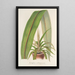 Cordyline indivisa - Charles Antoine Lemaire — kehystetty taideteos seinällä