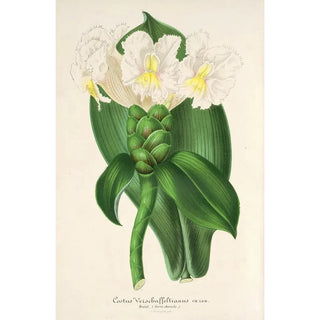 Charles Antoine Lemaire - Costus Verschaffeltianus.webp