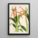 Maalauksen jäljennös Cypripedium Roezli - Charles Antoine Lemaire