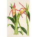 Maalauksen jäljennös Cypripedium Roezli - Charles Antoine Lemaire