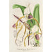 Cypripedium Stonei - Charles Antoine Lemaire — näkymä teoksesta