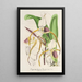 Cypripedium Stonei - Charles Antoine Lemaire — kehystetty taideteos seinällä