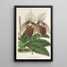 Maalauksen jäljennös Cypripedium Veitchianum - Charles Antoine Lemaire