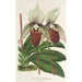 Maalauksen jäljennös Cypripedium Veitchianum - Charles Antoine Lemaire