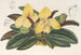 Cypripedium concolor - Charles Antoine Lemaire — näkymä teoksesta