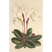 Cypripedium niveum - Charles Antoine Lemaire — näkymä teoksesta
