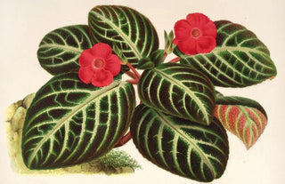 Charles Antoine Lemaire - Cyrtodeira fulgida.webp
