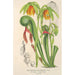 Maalauksen jäljennös Darlingtonia californica - Charles Antoine Lemaire