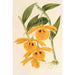 Dendrobium chrysotis - Charles Antoine Lemaire — näkymä teoksesta