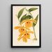Dendrobium chrysotis - Charles Antoine Lemaire — kehystetty taideteos seinällä