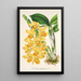 Maalauksen jäljennös Dendrobium chrysotoxum - Charles Antoine Lemaire