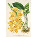 Maalauksen jäljennös Dendrobium chrysotoxum - Charles Antoine Lemaire