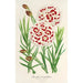 Maalauksen jäljennös Dianthus Verschaffeltii - Charles Antoine Lemaire