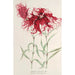 Dianthus cincinnatus - Charles Antoine Lemaire — näkymä teoksesta