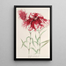 Dianthus cincinnatus - Charles Antoine Lemaire — kehystetty taideteos seinällä