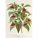 Maalauksen jäljennös Diervilla Weigelia multiflora - Charles Antoine Lemaire