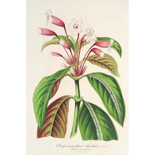 Charles Antoine Lemaire - Dipteracanthus Herbstii.webp