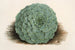 Echeveria rosacea - Charles Antoine Lemaire — näkymä teoksesta