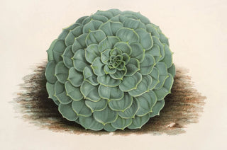 Charles Antoine Lemaire - Echeveria rosacea.webp