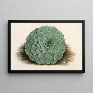 Charles Antoine Lemaire - Echeveria rosacea.webp