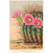Maalauksen jäljennös Echinopsis Pentlandi - Charles Antoine Lemaire