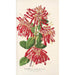 Embothrium coccineum - Charles Antoine Lemaire — näkymä teoksesta