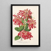 Embothrium coccineum - Charles Antoine Lemaire — kehystetty taideteos seinällä