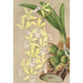 Epidendrum ambiguum - Charles Antoine Lemaire — näkymä teoksesta