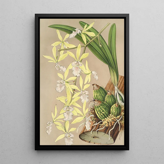 Charles Antoine Lemaire - Epidendrum ambiguum.webp