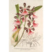 Epidendrum atropurpureum var roseum - Charles Antoine Lemaire — näkymä teoksesta
