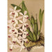 Maalauksen jäljennös Epidendrum conspicuum - Charles Antoine Lemaire