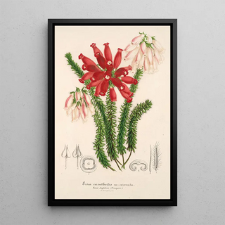 Charles Antoine Lemaire - Erica cerinthoides.webp