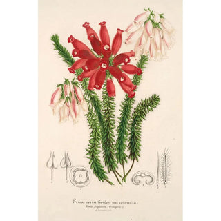 Charles Antoine Lemaire - Erica cerinthoides.webp