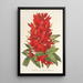 Maalauksen jäljennös Erythrina hybrida Marie Bellanger - Charles Antoine Lemaire