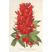 Maalauksen jäljennös Erythrina hybrida Marie Bellanger - Charles Antoine Lemaire