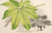 Fatsia japonica aureoreticulata - Charles Antoine Lemaire — näkymä teoksesta