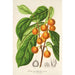 Maalauksen jäljennös Ficus cerasiformis - Charles Antoine Lemaire