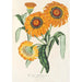 Gazania splendens hybridi - Charles Antoine Lemaire — näkymä teoksesta