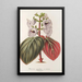Maalauksen jäljennös Gloxinia maculata var. insignis - Charles Antoine Lemaire