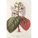 Maalauksen jäljennös Gloxinia maculata var. insignis - Charles Antoine Lemaire