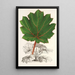 Maalauksen jäljennös Gunnera brephogea - Charles Antoine Lemaire