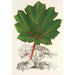Maalauksen jäljennös Gunnera brephogea - Charles Antoine Lemaire