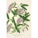 Hardenbergia Makoyana hybridi - Charles Antoine Lemaire — näkymä teoksesta