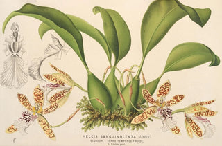 Charles Antoine Lemaire - Helcia sanguinolenta.webp