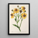 Maalauksen jäljennös Helenium atropurpureum var. grandicephalum - Charles Antoine Lemaire