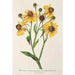 Maalauksen jäljennös Helenium atropurpureum var. grandicephalum - Charles Antoine Lemaire