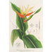 Heliconia aurantiaca - Charles Antoine Lemaire — näkymä teoksesta