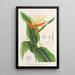 Heliconia aurantiaca - Charles Antoine Lemaire — kehystetty taideteos seinällä